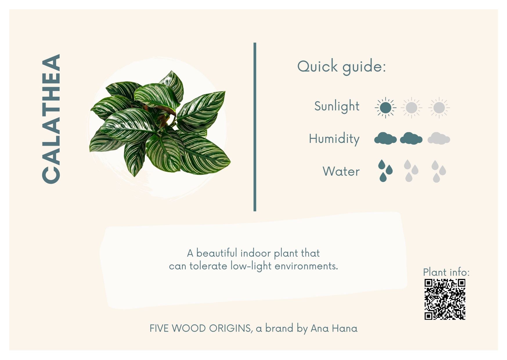 Caring for your Calathea Plant