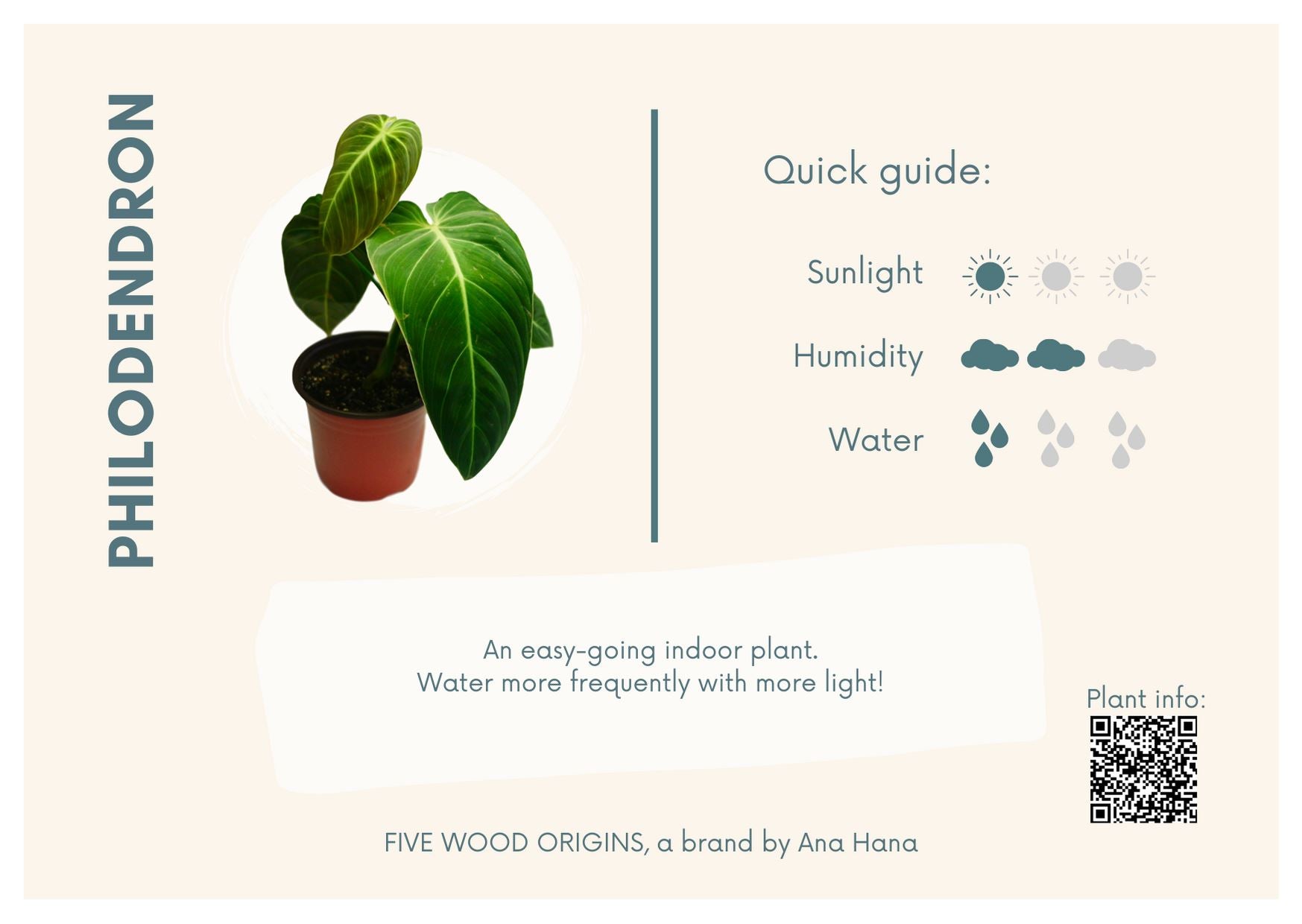 Caring for your Philodendron Plant