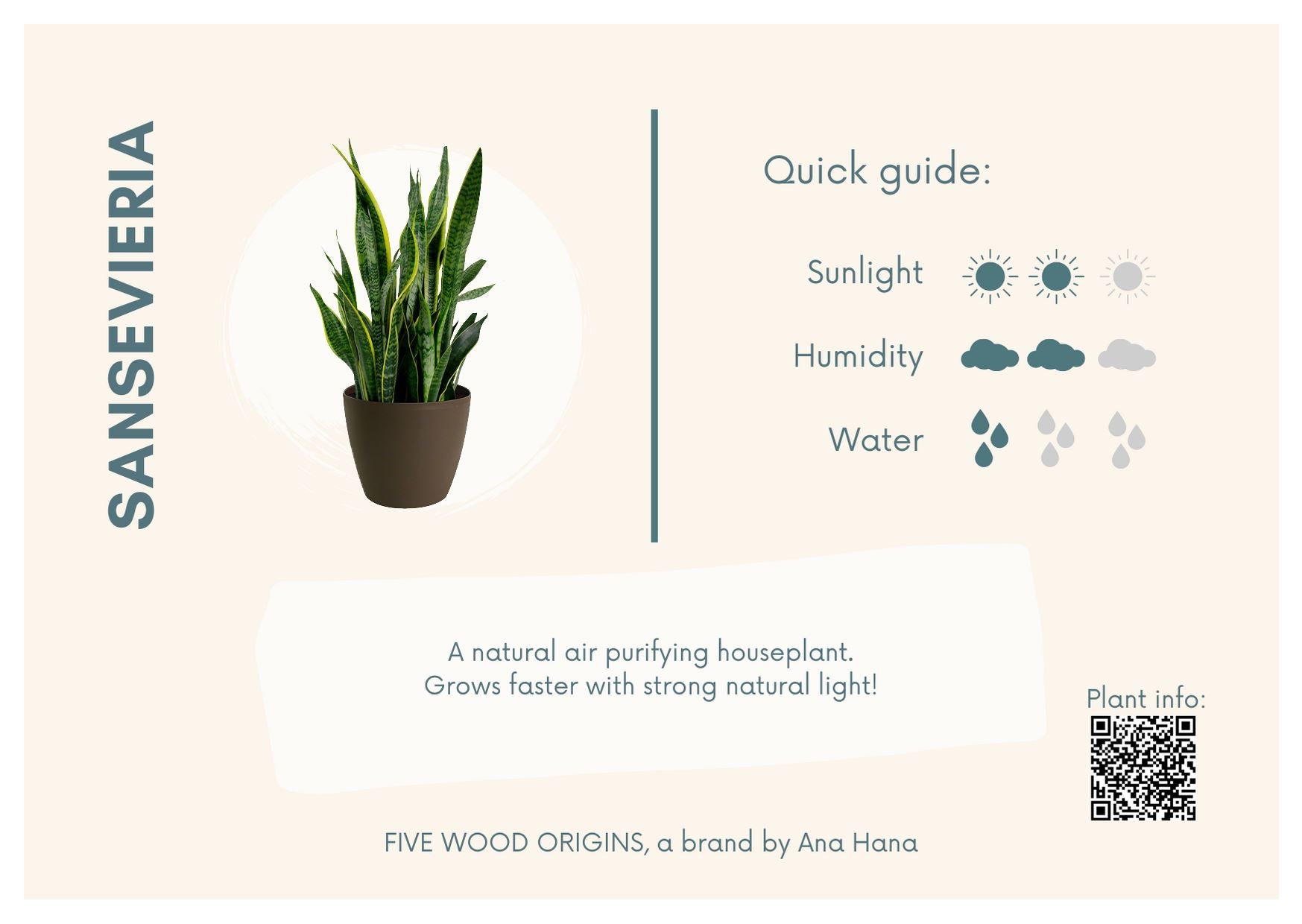 sansevieria twister Sansevieria trifasciata 'Twisted Sister' in 6 Inch Live Houseplant –  Phoenix Rising Succulents main image 0