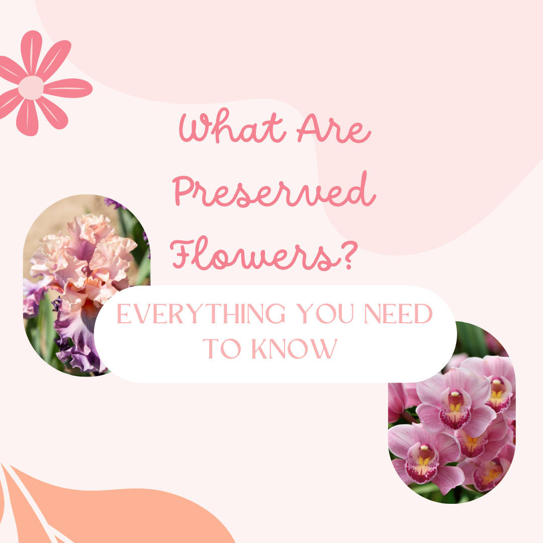 What Are Preserved Flowers? Everything You Need to Know