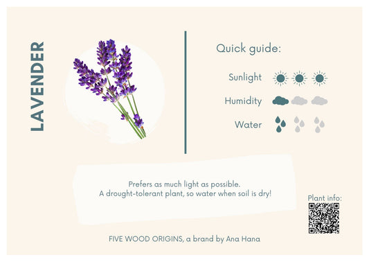 Caring for your Lavender Plant - Ana Hana Flower