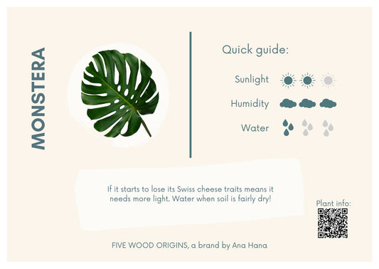 Caring for your Monstera Plant - Ana Hana Flower