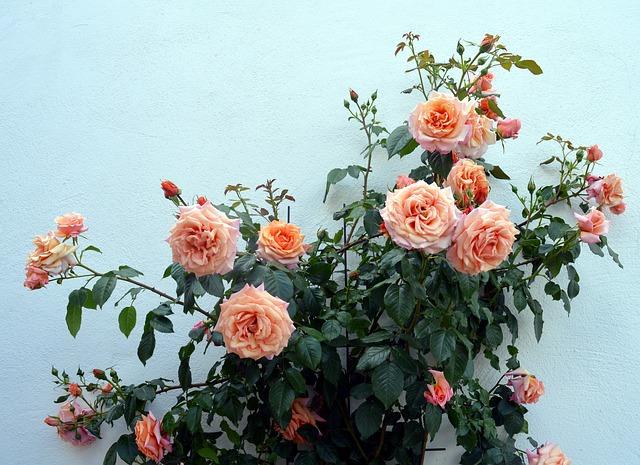 Other Roses roses-there-are-more-varieties-than-you-think-714792.jpg?v=1660242074