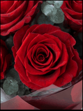 Hana (Rose) - Red Rose with Eucalyptus - Flowers - Original - Preserved Flowers & Fresh Flower Florist Gift Store