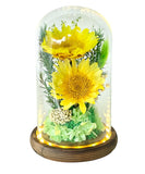 Sunflower Dome - Sunni Duet - Large Dome with box - Flowers - Preserved Flowers & Fresh Flower Florist Gift Store